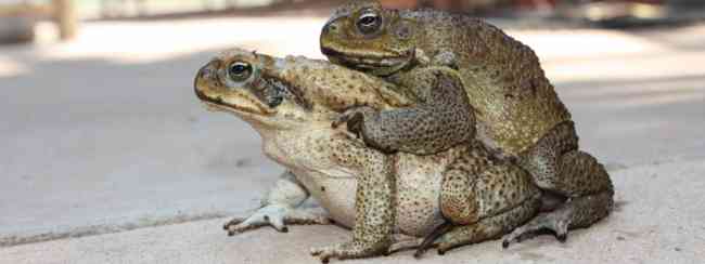 Australia steps up battle against toxic cane toads